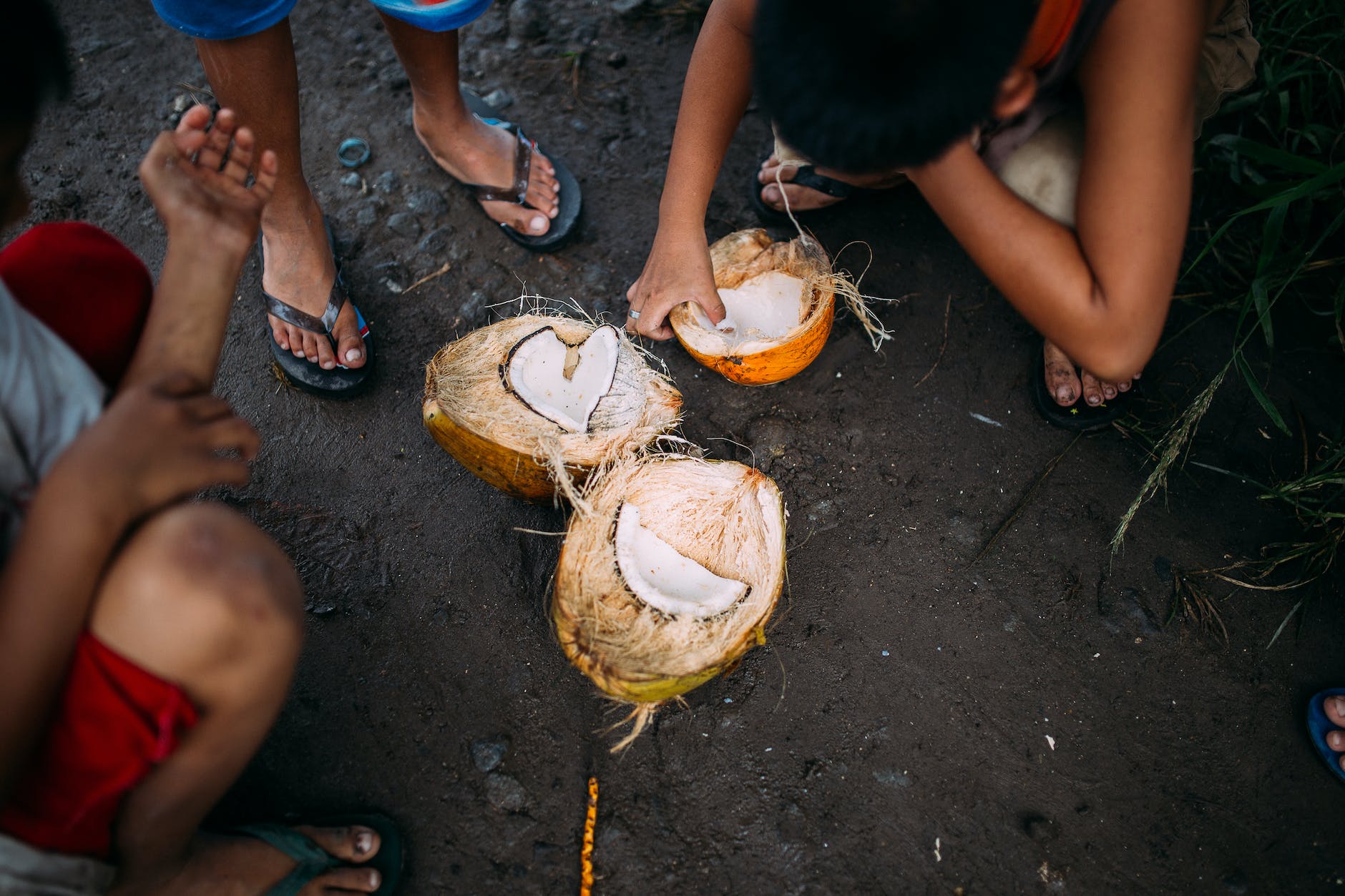 three people squatting beside coconut fruit on ground