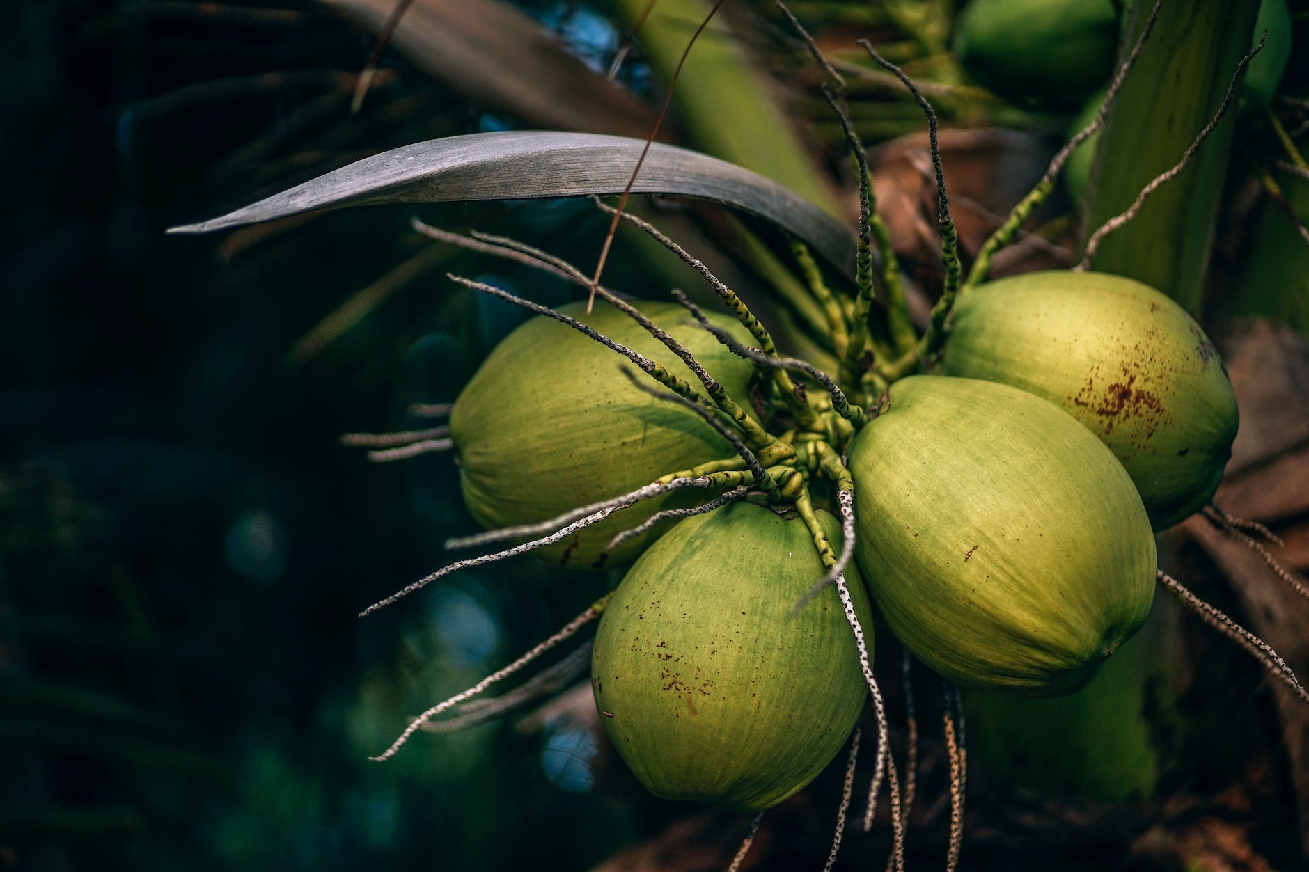 selective focus photo of coconuts