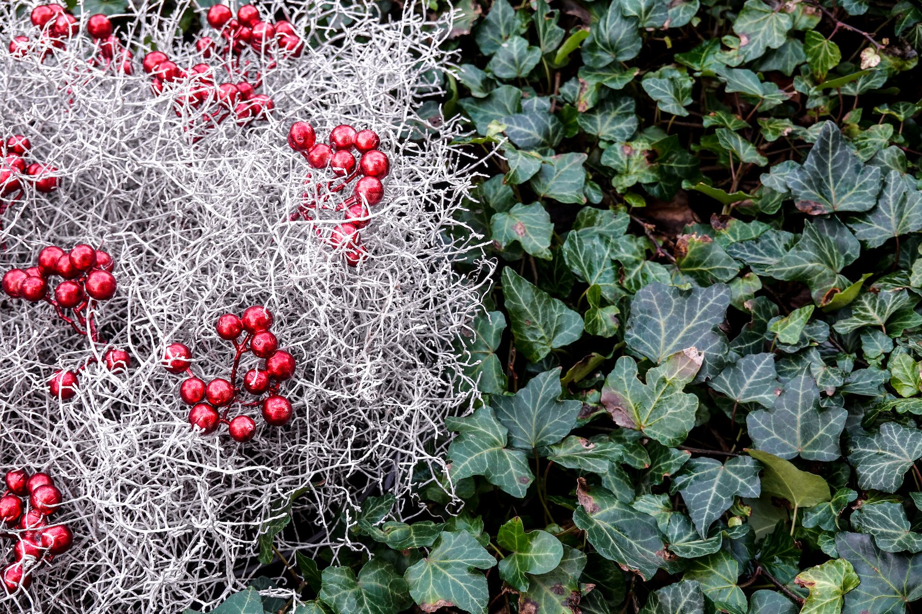 close up of ivy and calocephalus